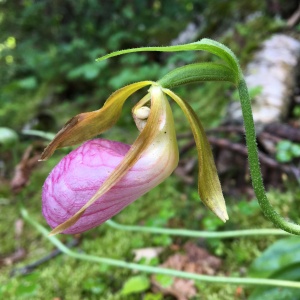Rare Pink Lady Slipper at Isle Royale National Park. Photos by Jannet Walsh, jannetwalsh.com ©2016 Jannet Walsh. All Rights Reserved.
