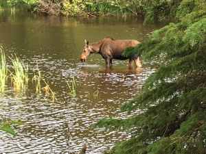  A cow moose eating and swimming in the Washington Creek at Isle Royale National Park, viewed from campsite 6. Photos by Jannet Walsh, jannetwalsh.com ©2016 Jannet Walsh. All Rights Reserved.